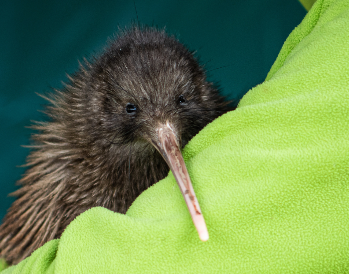 kiwi-bird-close-up.webp a kiwi bird been holded by a human on the shoulder