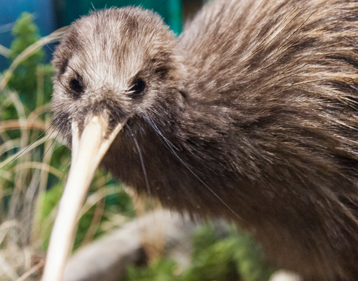 close up of a kiwi looking at you