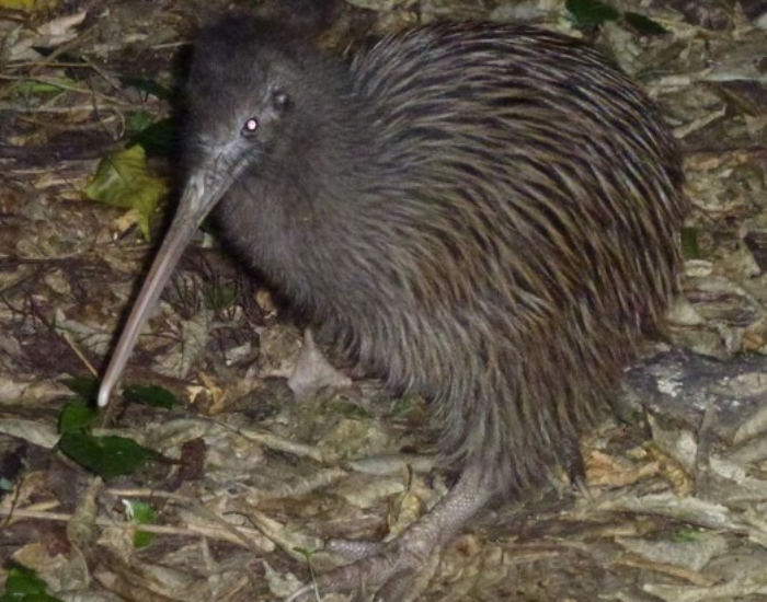 kiwi bird walking at night
