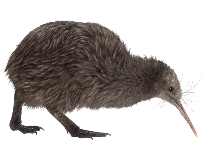 kiwi-bird.webp kiwi walking with a white background