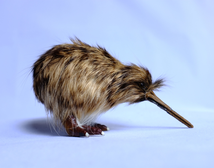 kiwi-blue.webp small kiwi bird with a blue background