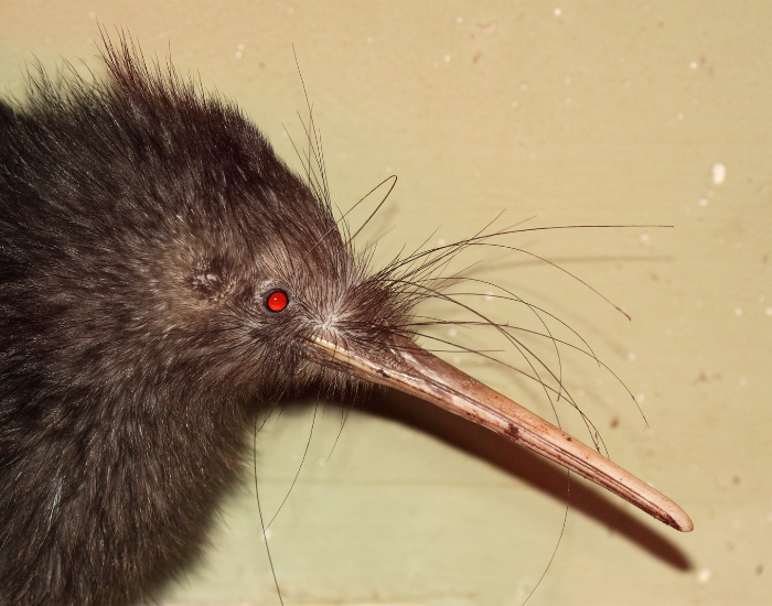kiwi-close-up.webp close up of a stuffed bird