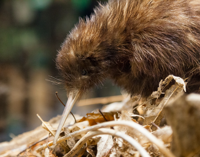 kiwi-nest-2.webp kiwi bird looking at the ground