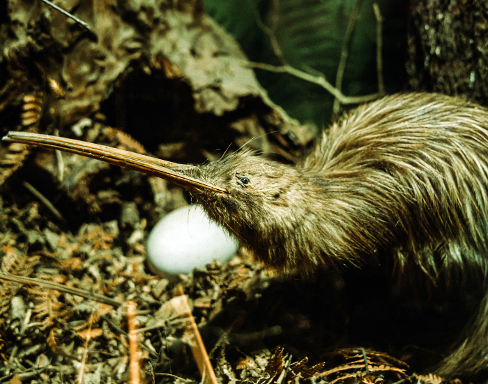 kiwi-nest.webp kiwi bird in a nest with an egg