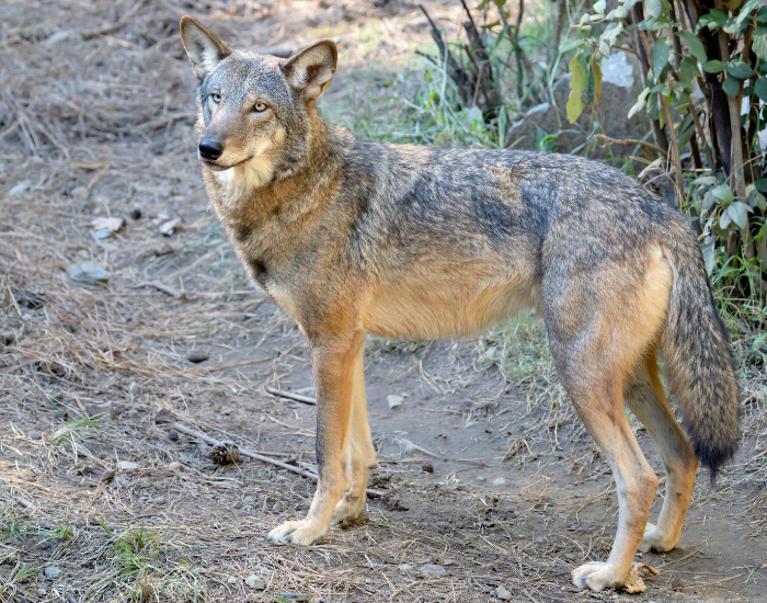 red wolf in the wild