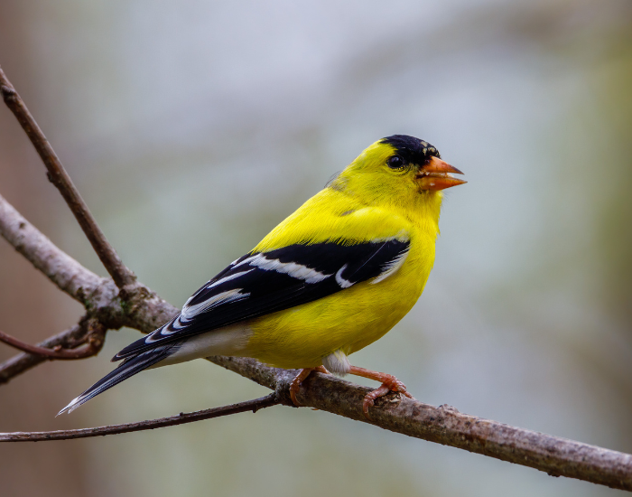 Lesser goldfinch n a tree branch