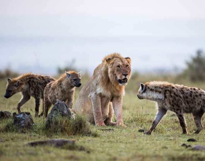 lion-hyenas.webp lion with hyenas surrounding it