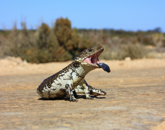 lone-blue-tongue-lizard.webp blue tongue lizard in the wild