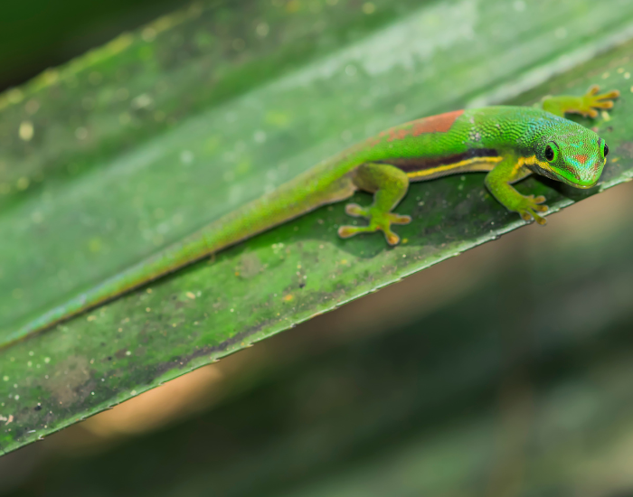 madagascar day gecko on leaf Madagascar day gecko