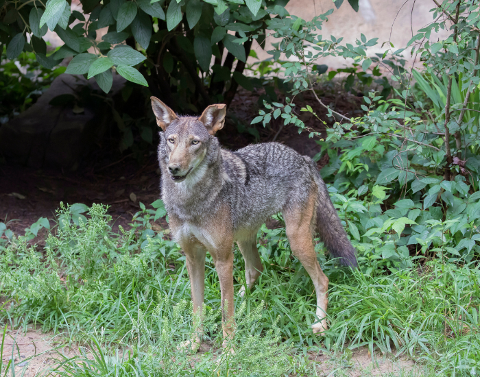male-red-wolf.webp red wolf in the wild