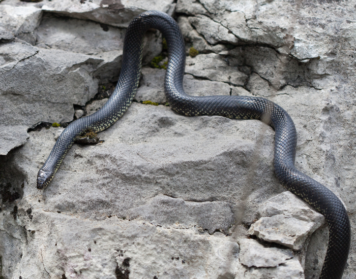 mexican-black-kingsnake-on-rock.webp mexican blakc king snake extended over a rocl