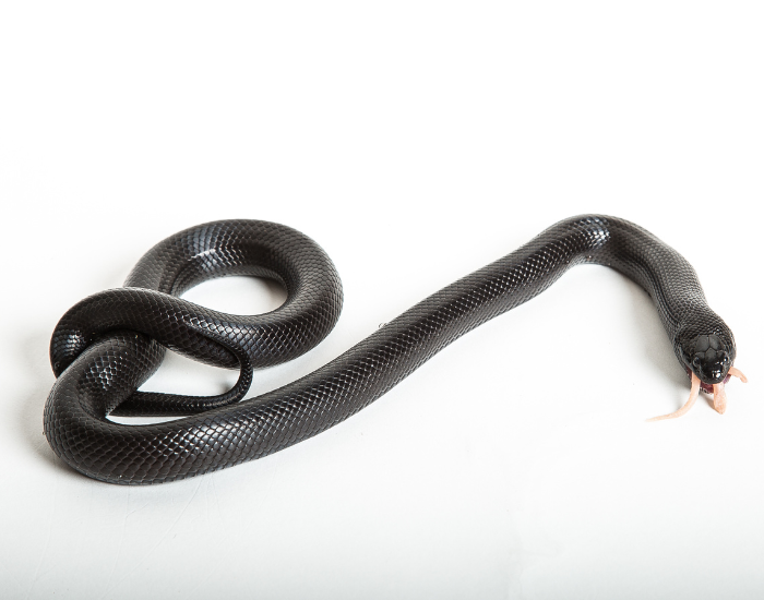 mexican-black-kingsnake.webp COILED MEXCIAN BLACK KING SNAKE WITH WHITE BACKGROUND