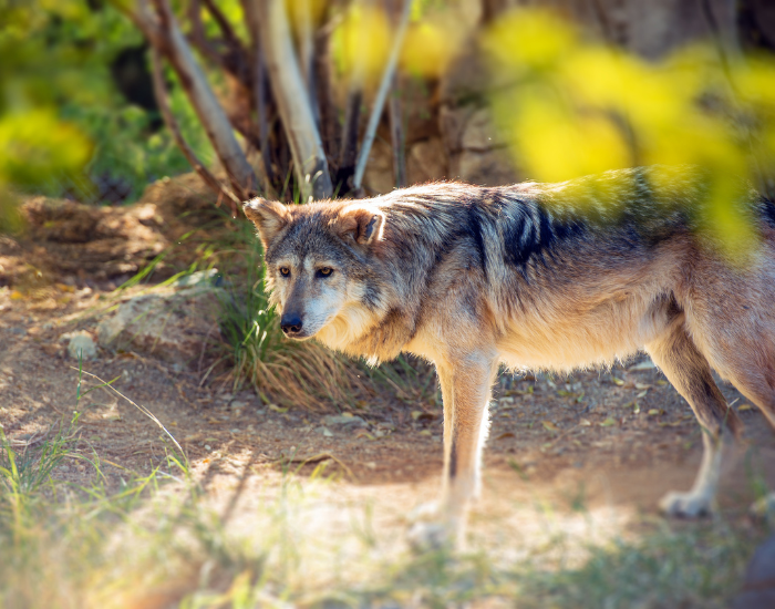 mexican-wolf-in-mexican-culture.webp mexican wold framed by vegegtaion