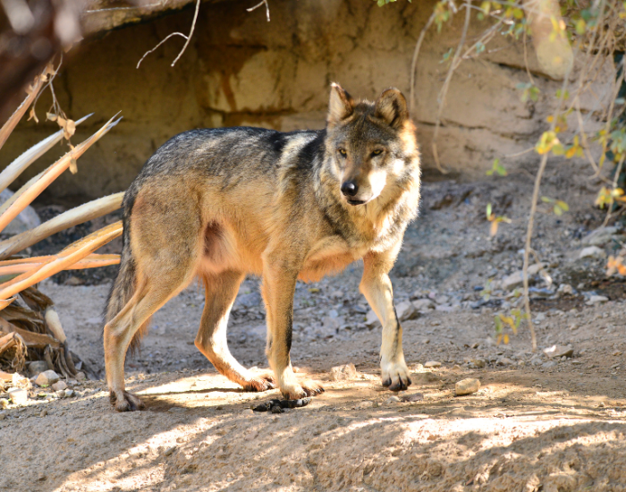 mmexican-wolf-in-mexican-culture.webp mexican wolf