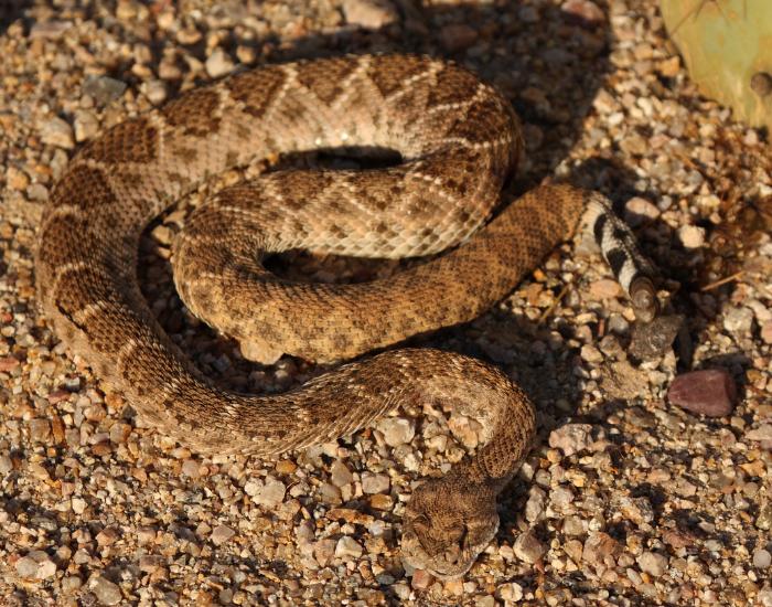 mojave-green-snake-next-to-cactus.webp mojave green snake next to a cactus