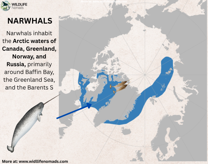 narwhals-distribution-map-.webp narwhal distribution map
