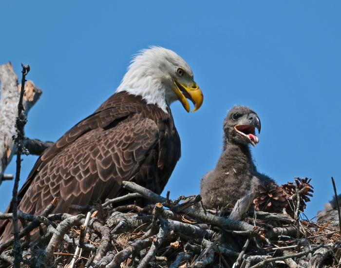 nest-american-bald-eagle-flying.webp american eagle with its chick