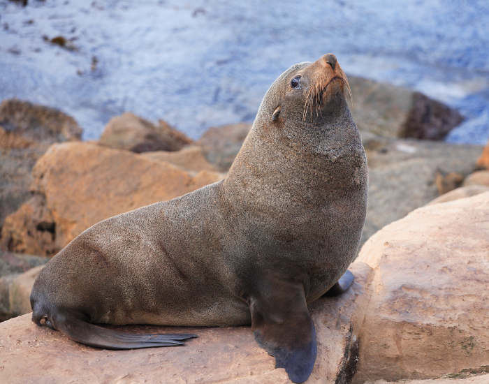 new-zealand-Sea-Lion.webp New Zealand Sea Lion on a rock next to the ocean
