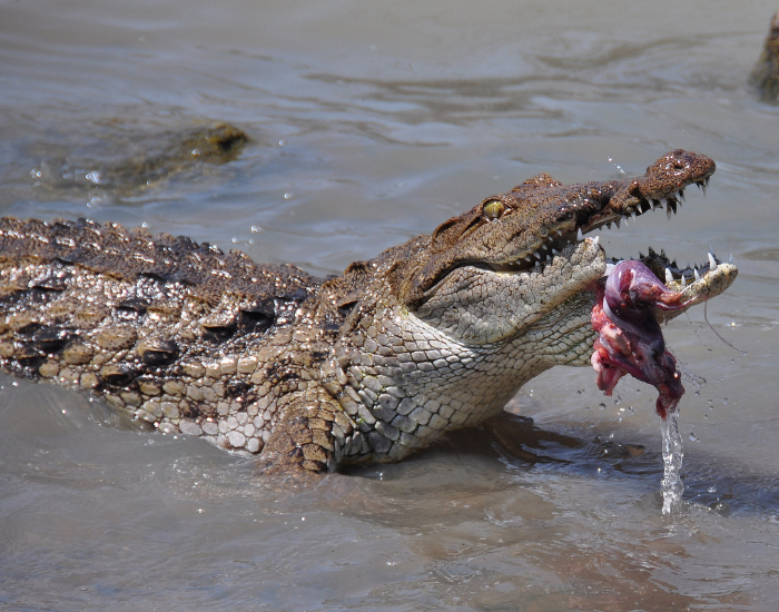 Nile crocodile on a river with meat in its mouth