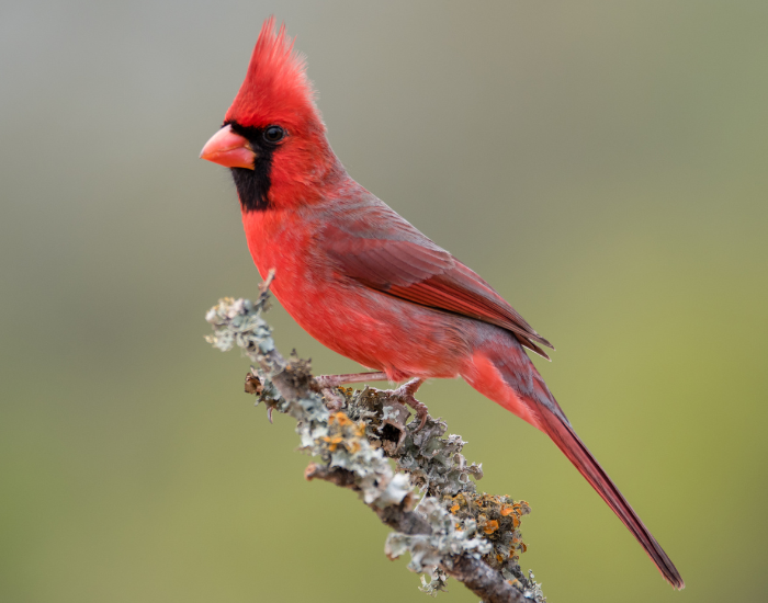 northern cardinal in the wild