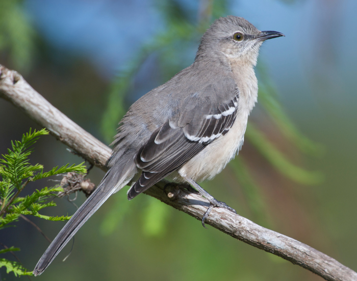 Northern mocking bird on a tree