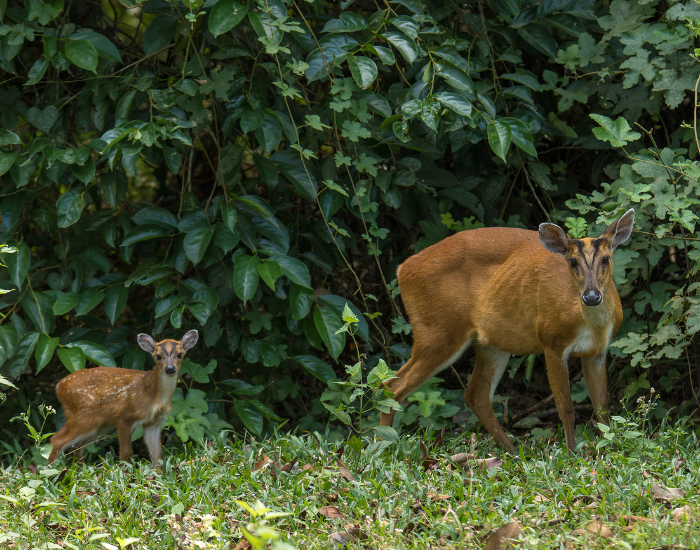 northern-red-muntjac.webp a female northern red muntjac with its baby