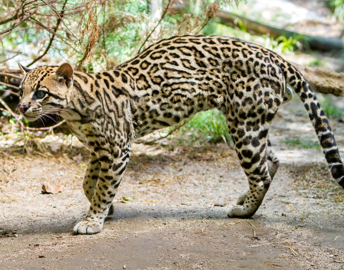 ocelot-ground.webp ocelot on dirt ground