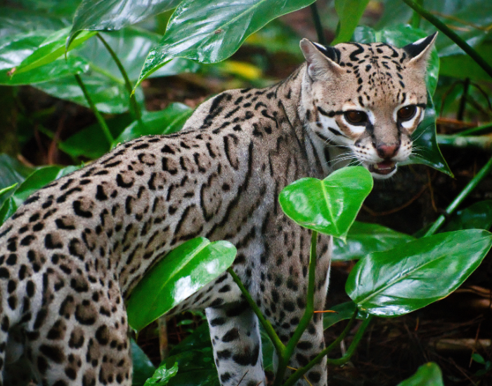 ocelot in the wild sitting