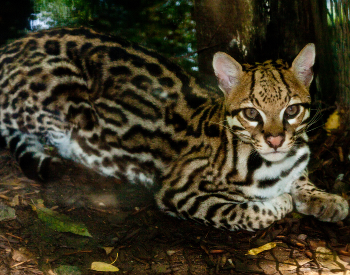 ocelot-jungle.webp ocelot laying in the wild
