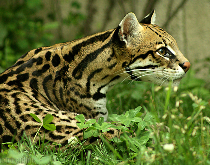 ocelot-laying.webp Ocelot laying on grass