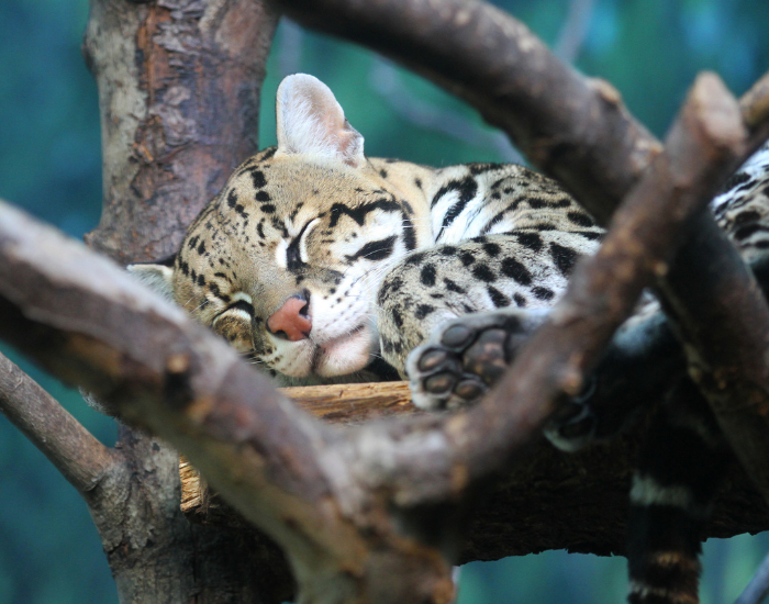 ocelot-sleeping.webp
