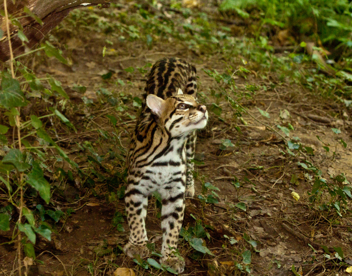 ocleot-looking-upward.webp Ocelot in the wild looking up
