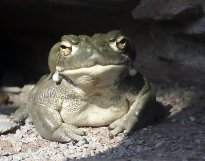 on-rock-sand-Sonoran-Desert-toad.webp sonoran toad close up in its habitat