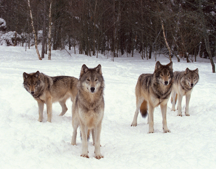pack-of-gray-wolves.webp pack of grey wolves on the snow