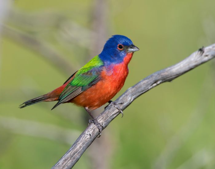 Painted Bunting bird standing on a tree brancg