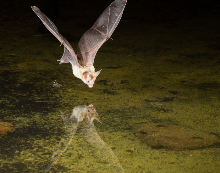 pallid bat flying above water