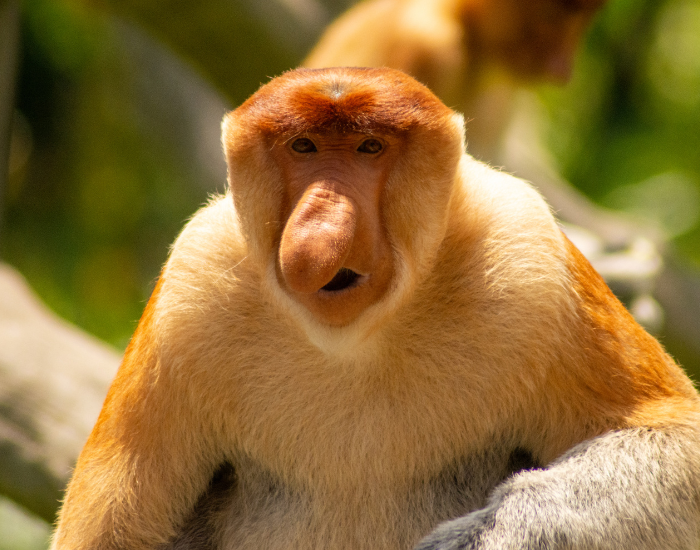 proboscis.webp Long nosed monkey close up