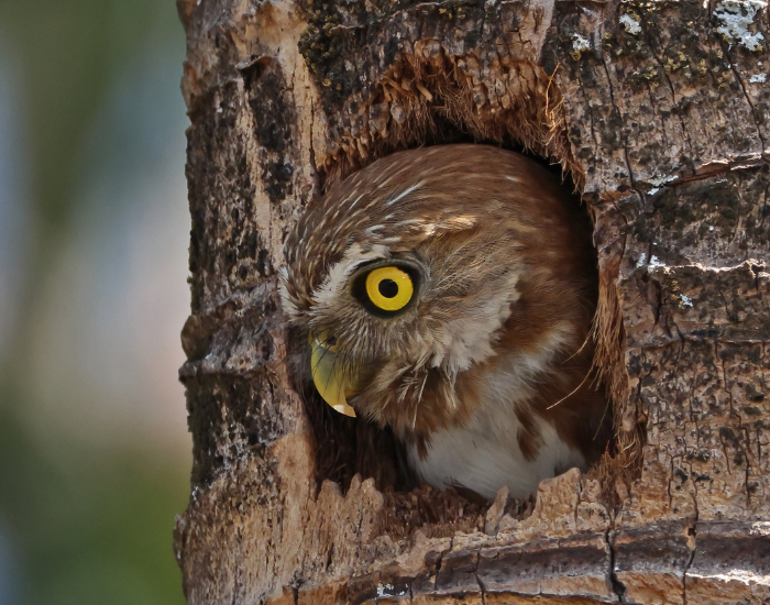 pygmy-owl-cavity-tree.webp pygmy owl on a cavity inside of a tree in the wild