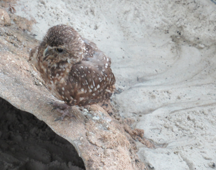 pygmy-owl-cavity.webp Pygmy owl in cavity