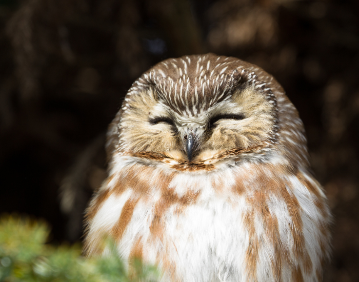 pygmy-owl-squint.webp Pygmy owl bathing at sun light