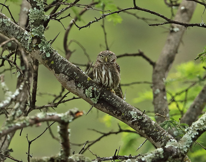 pygmy-owl-tree.webp Pygmy owl on a forest