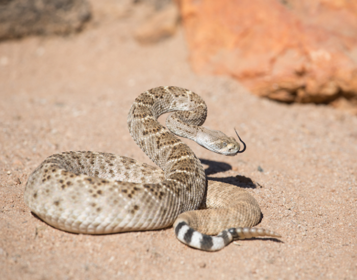 rattle-snake-desert.webp rattle snake in defensive position in the desert