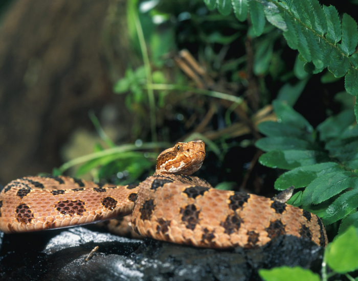 rattlesnake-pygmy-Sistrurus-miliarius-2.webp pygmy rattlesnake on a rock