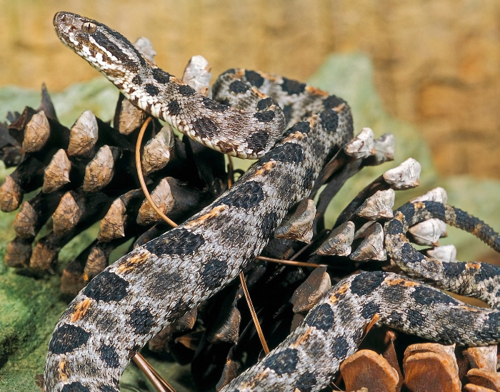 rattlesnake-pygmy-dusky.webp A dusky pygmy rattlesnake curled on a pine cone