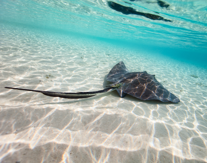 Ray swimming near the bottom of the ocean in shallow water