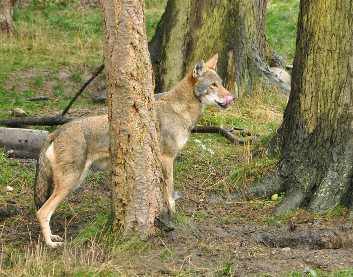 red-wolf-behind-tree.webp red wolf behind tree