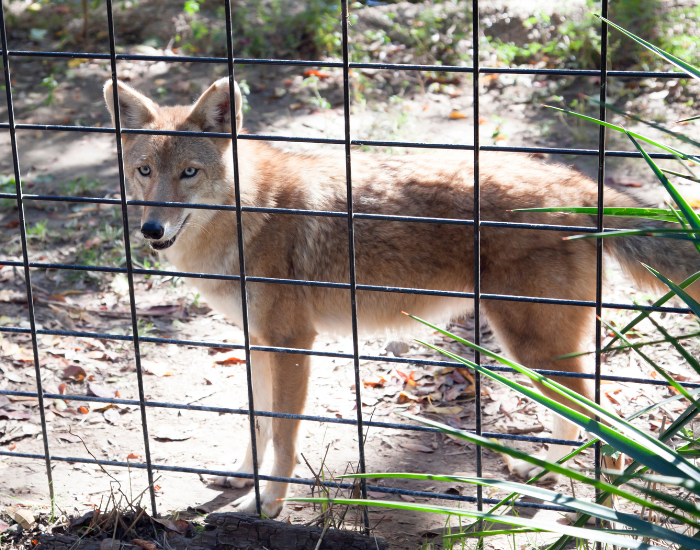red-wolf-in-a-cage.webp red wolf behind a cage