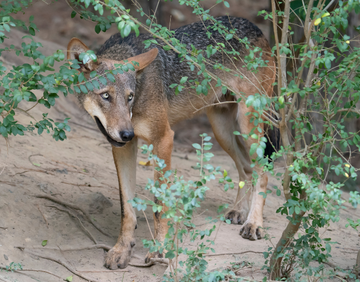 red-wolf-jungle.webp a red wolf walking in the wild near vegetation
