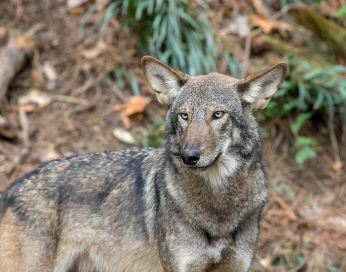 red-wolf.webp Red wolf clos eup in the wild
