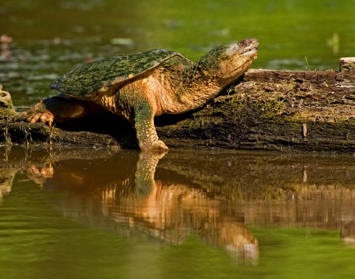 river-snapping-turtle.webp snapping turtle laying next to a river